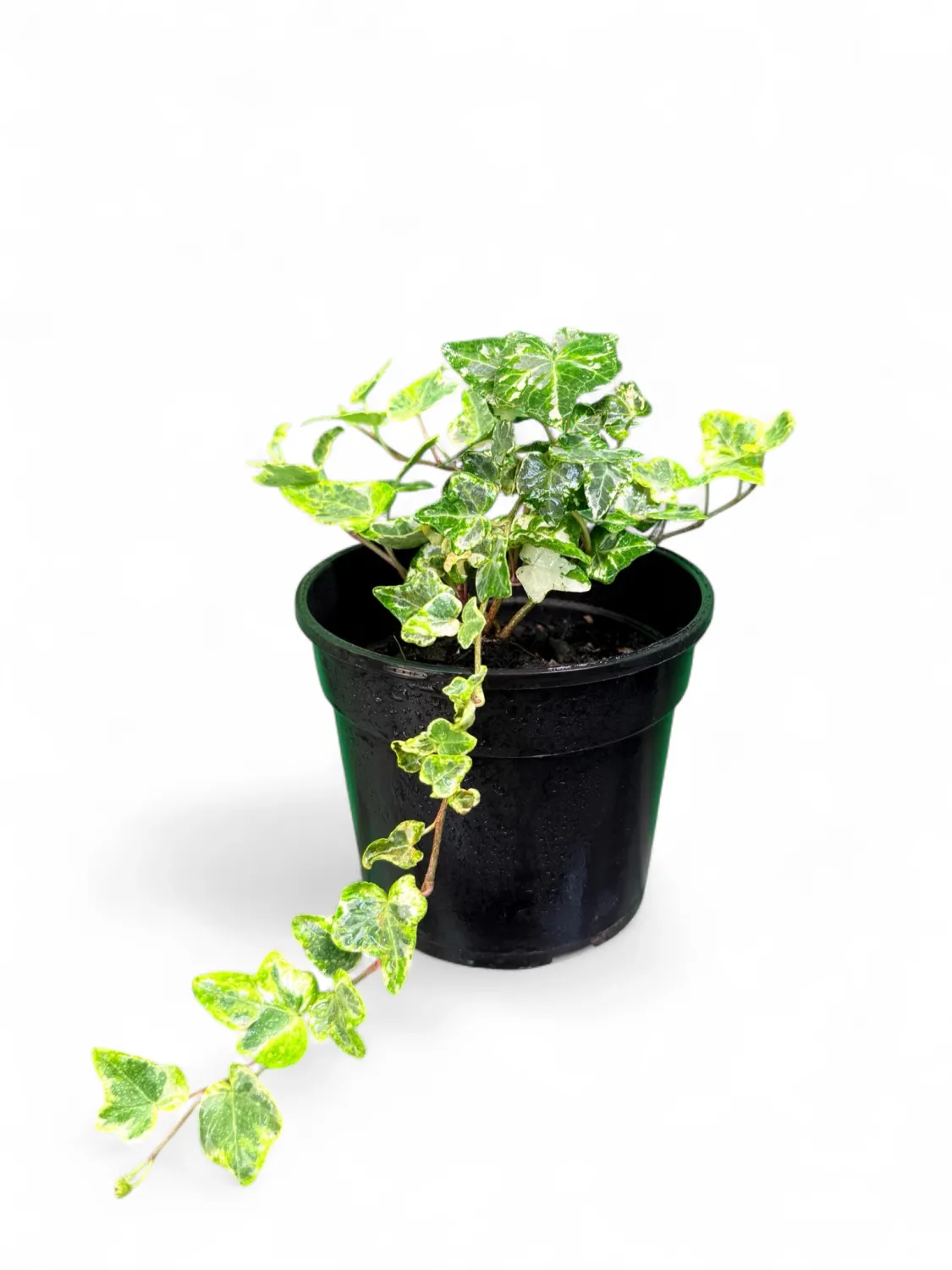 Hedera Helix Baltica "Baltic Ivy" 1Liter