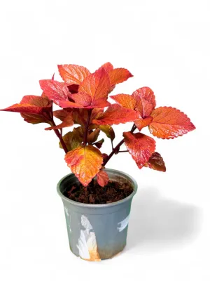 Coleus Scutellarioides "Flame Nettle" 15cmPot