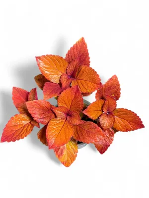 Coleus Scutellarioides "Flame Nettle" 15cmPot