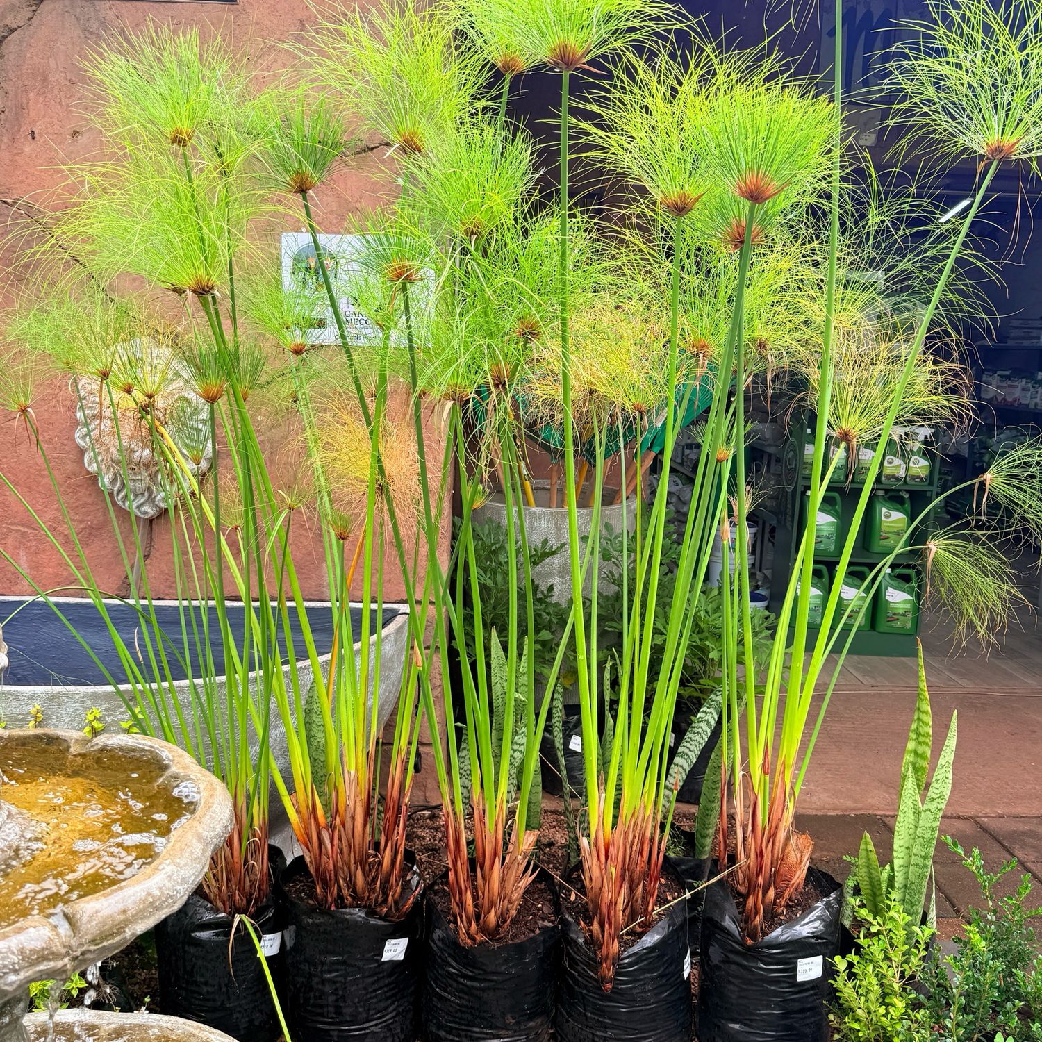 Cyperus Papyrus "Egyptian Papyrus" 20Liter