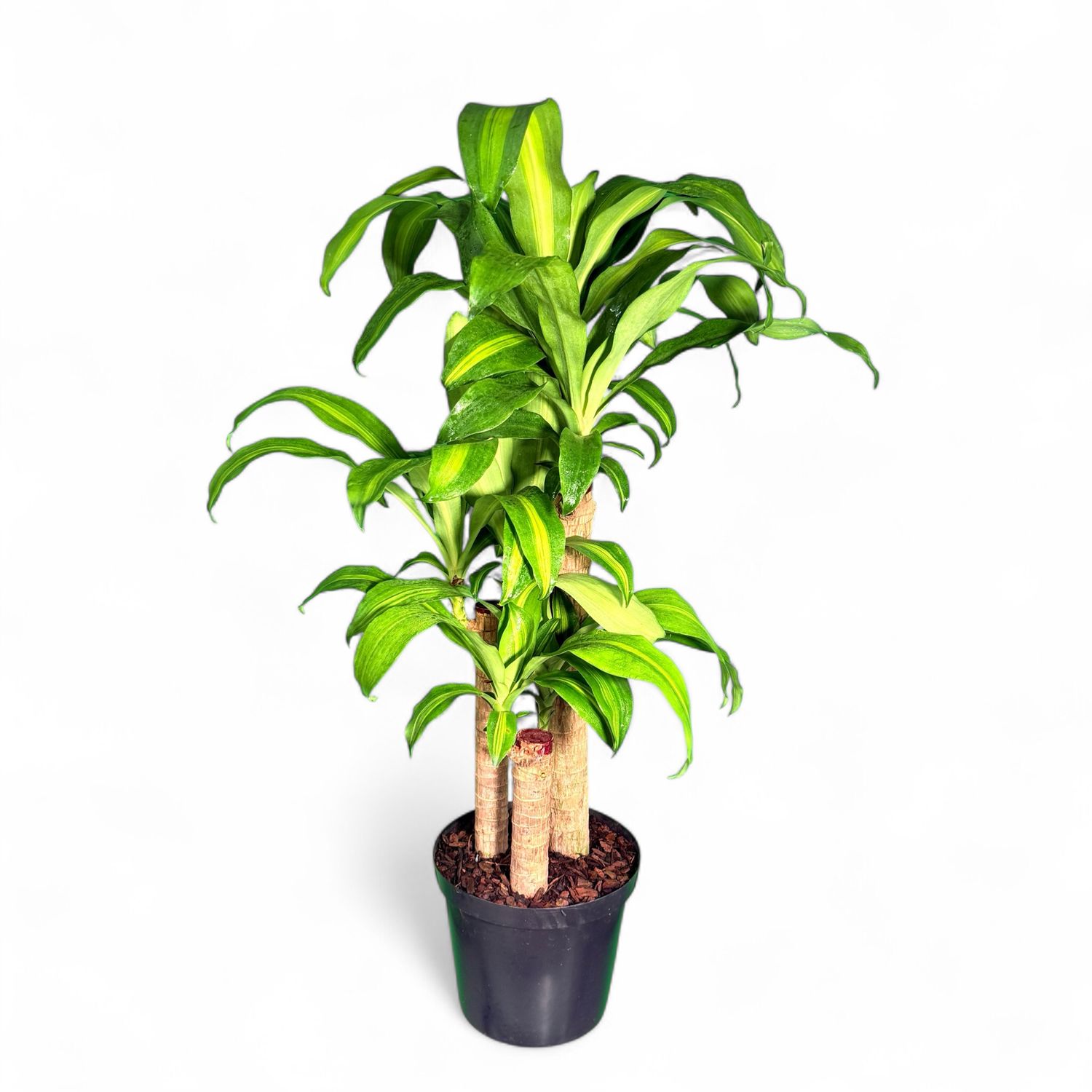 Dracaena Fragrans Massangeana "Corn Plant" 23cmPot