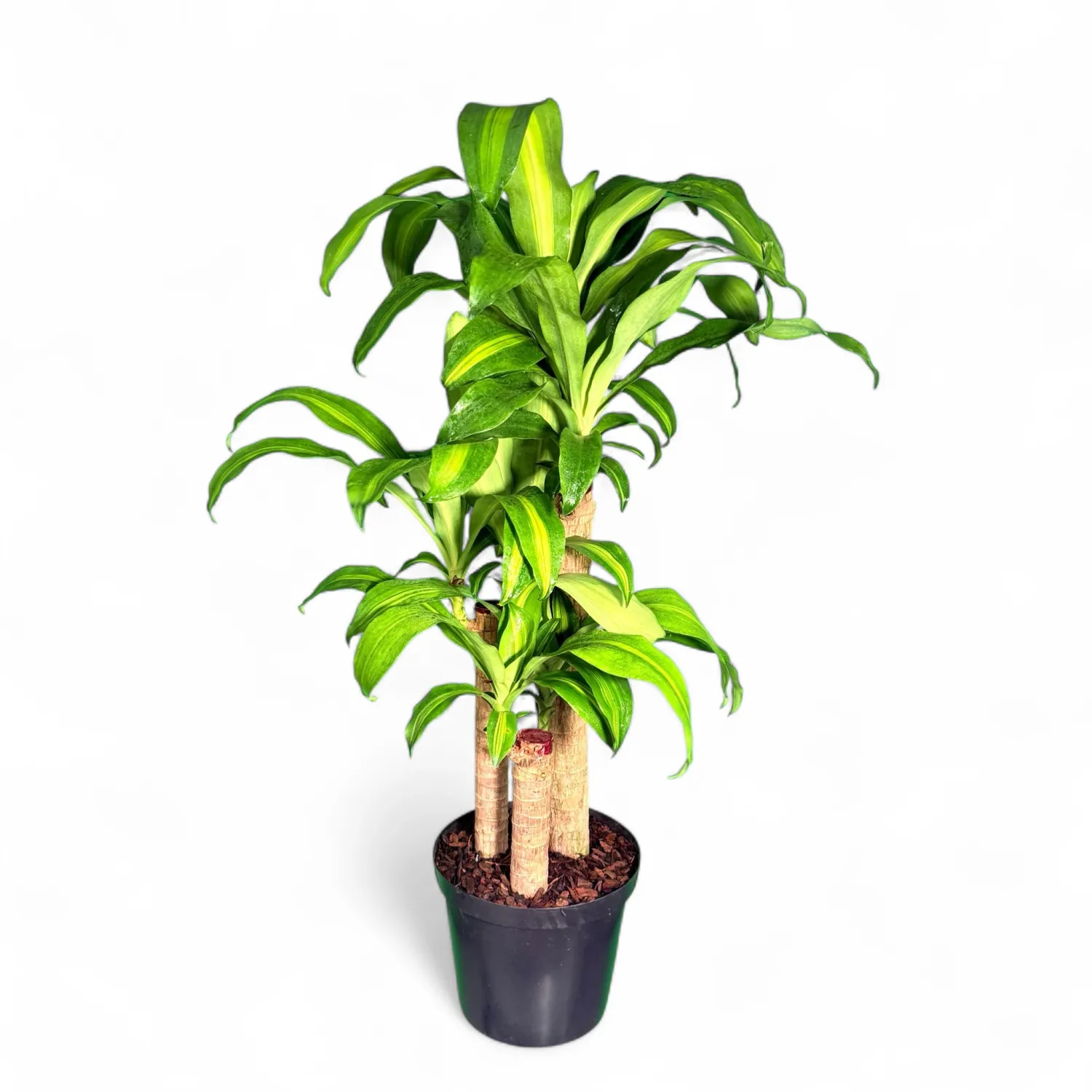 Dracaena Fragrans Massangeana "Corn Plant" 23cmPot