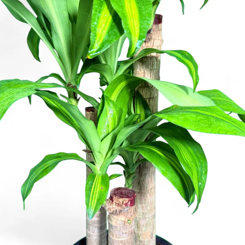 Dracaena Fragrans Massangeana "Corn Plant" 23cmPot