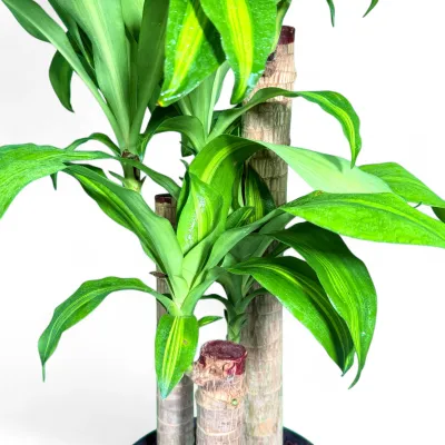 Dracaena Fragrans Massangeana "Corn Plant" 23cmPot