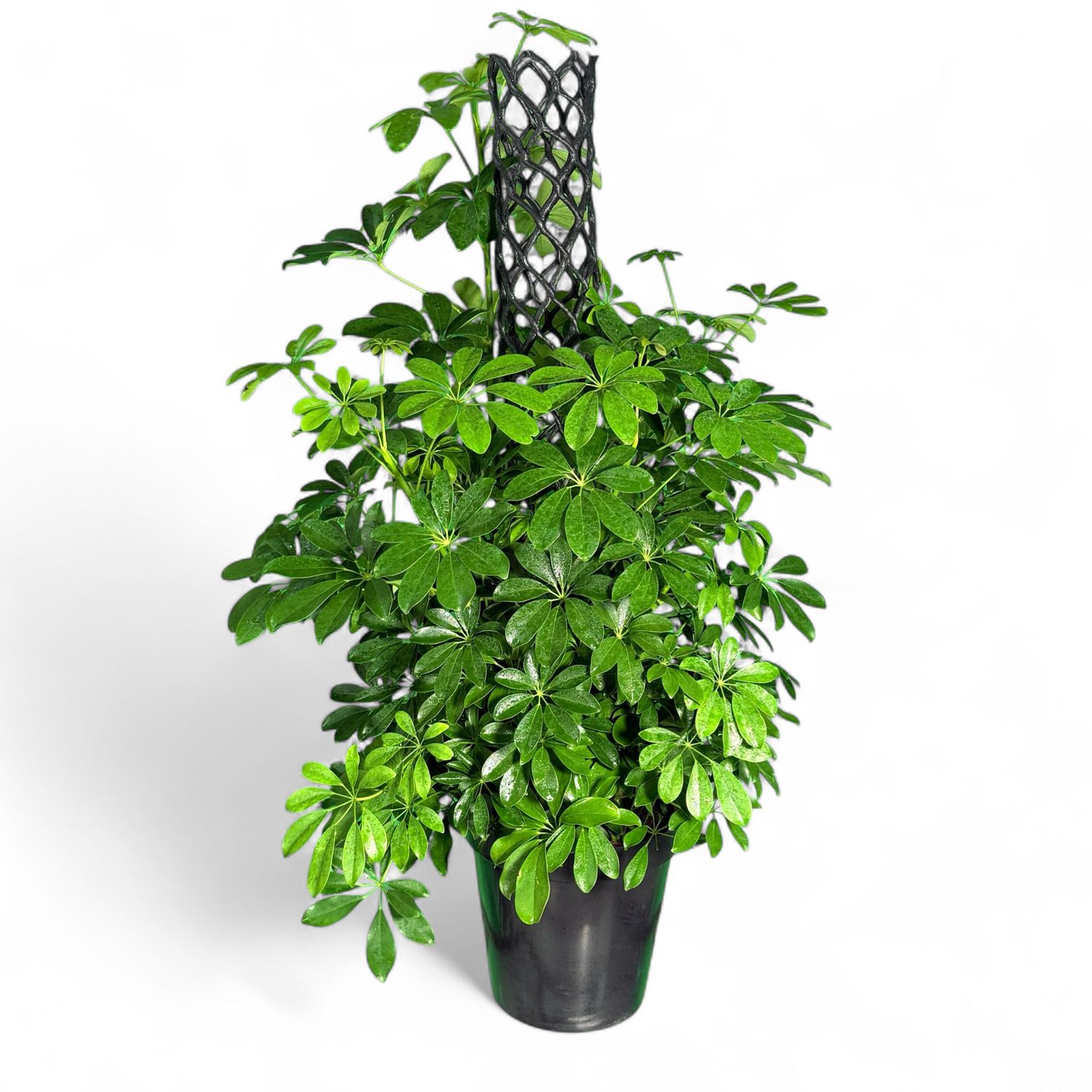 Schefflera Arboricola "Dwarf Umbrella Tree" 30cmPot