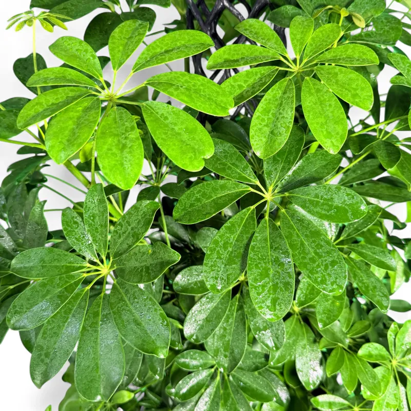 Schefflera Arboricola "Dwarf Umbrella Tree" 30cmPot