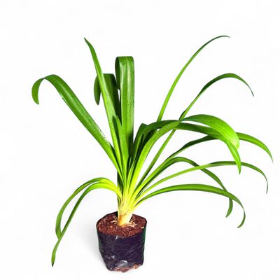 Agapanthus Praecox "African Lily" 4Liter (LARGE PLANT)