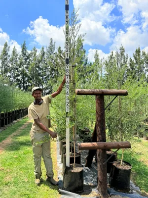 Buddleya Saligna "False Olive" 40Liter