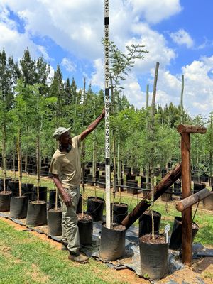 Vachellia Acacia Sieberiana Paperbark Thorn  "papierbasdoring" 40Liter