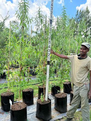 Buddleya Saligna "False Olive" 20Liter