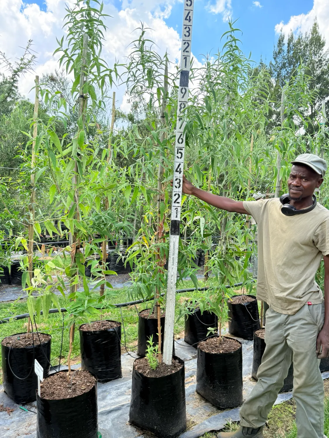 Buddleya Saligna "False Olive" 20Liter