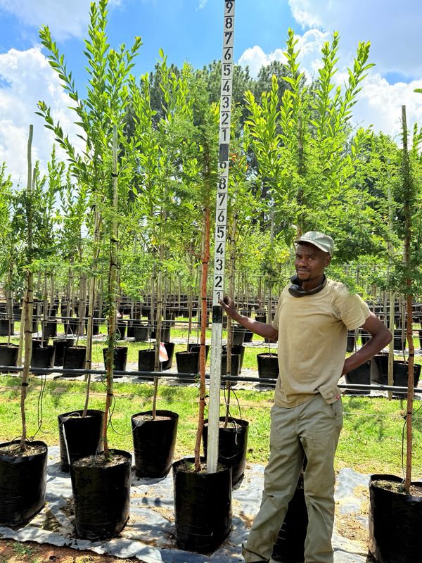 Vachellia Acacia Nilotica "Scented Pod Acacia" 40Liter