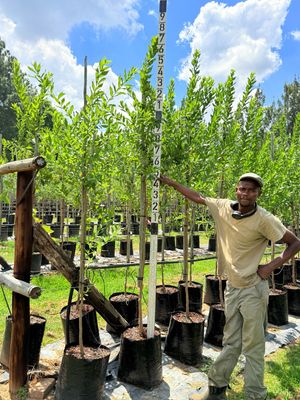 Combretum Erythrophylum "River Bush Willow" 40Liter
