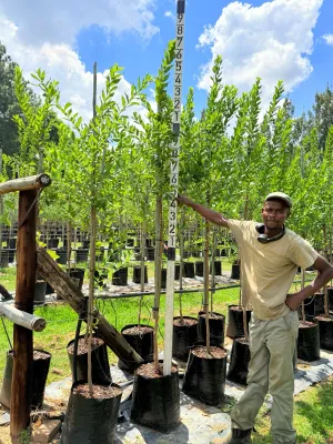 Combretum Erythrophylum "River Bush Willow" 40Liter