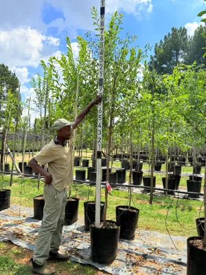 Ziziphus Mucronata Buffalo Thorn "Blinkblaar Wag n Bietjie" 40Liter