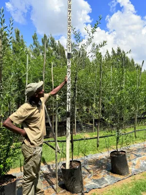 Celtis Africana White Stinkwood "Wit Stinkhoud" 40Liter