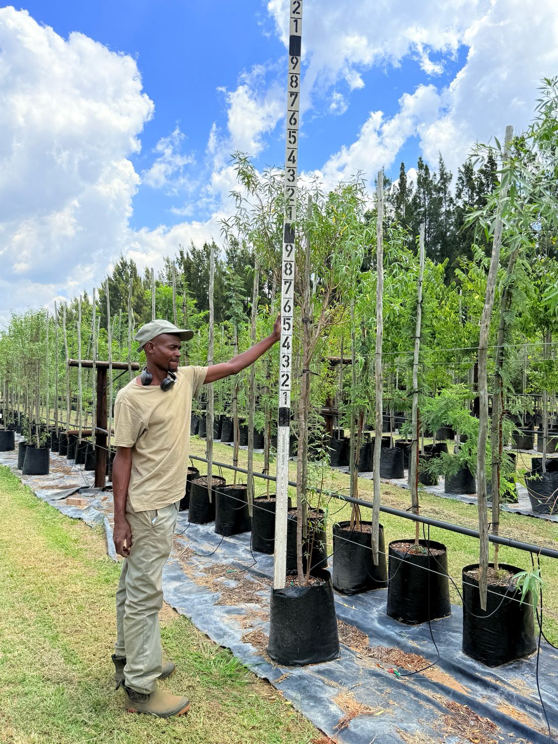 Searsia Pendulina White Karee "Wit Karee" 40Liter