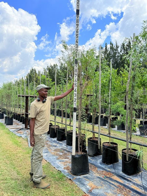 Searsia Pendulina White Karee "Wit Karee" 40Liter