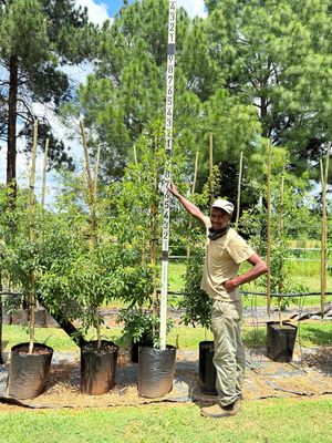 Heteropyxis Natalensis Lavender Tree "Laventelboom" 20Liter