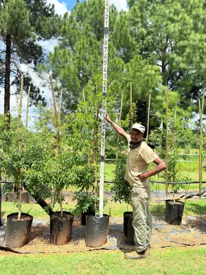 Heteropyxis Natalensis Lavender Tree "Laventelboom" 20Liter