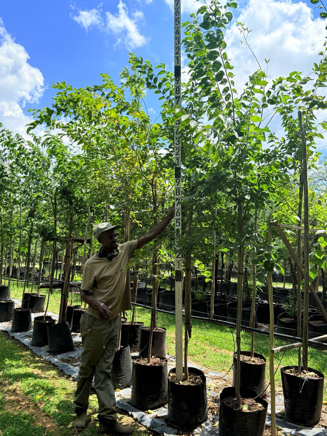 Olea Europaea Subsp.. Cuspidata Wild Olive "Olienhout" 40Liter