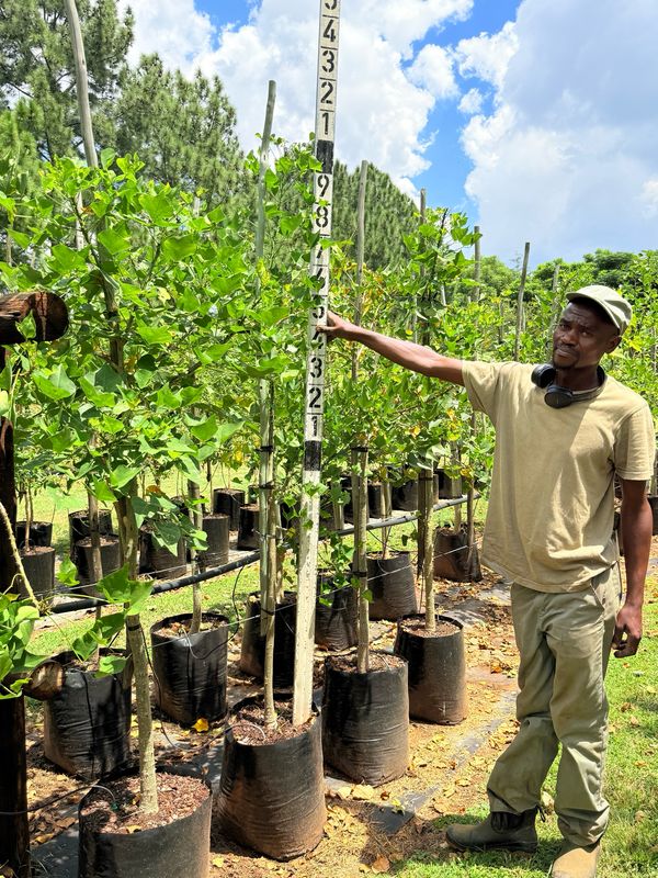 Erythrina Lysistemon Coral Tree "Koraalboom" 40Liter