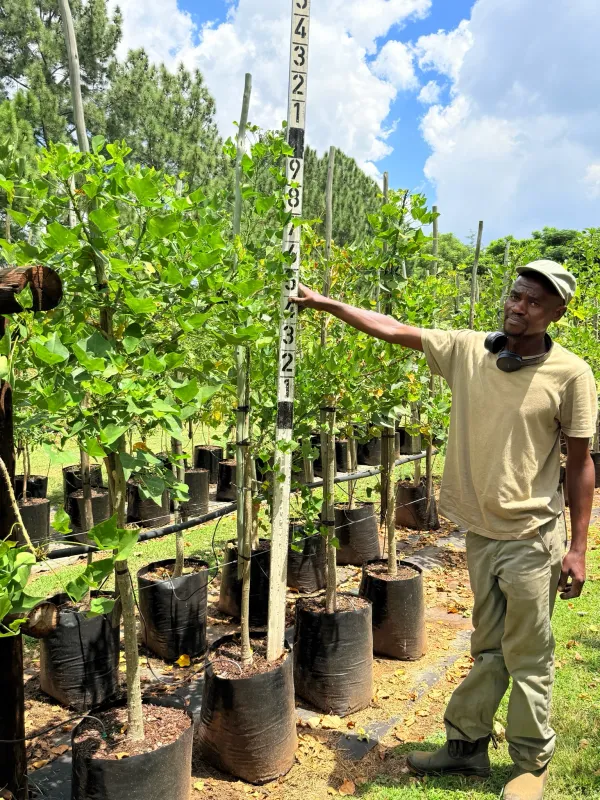 Erythrina Lysistemon Coral Tree "Koraalboom" 40Liter