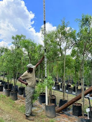 Searsia Leptodictya Mountain Karee "Berg Karee" 40Liter