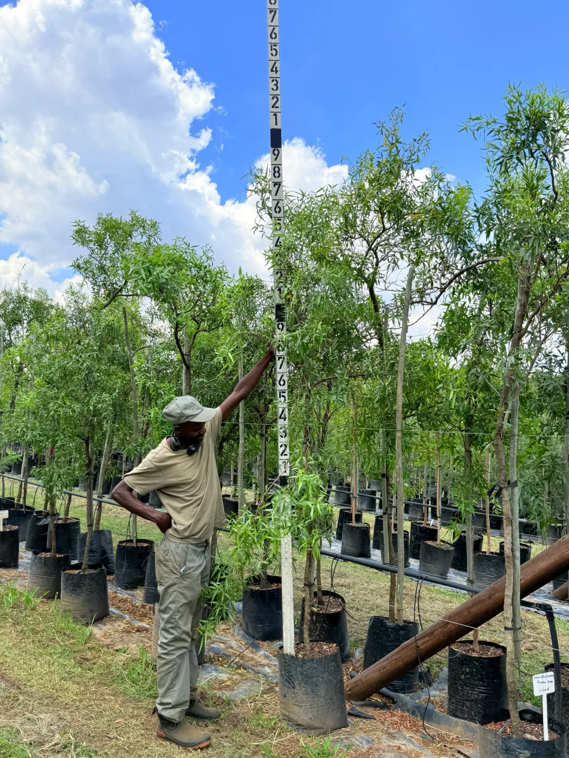 Searsia Leptodictya Mountain Karee "Berg Karee" 40Liter