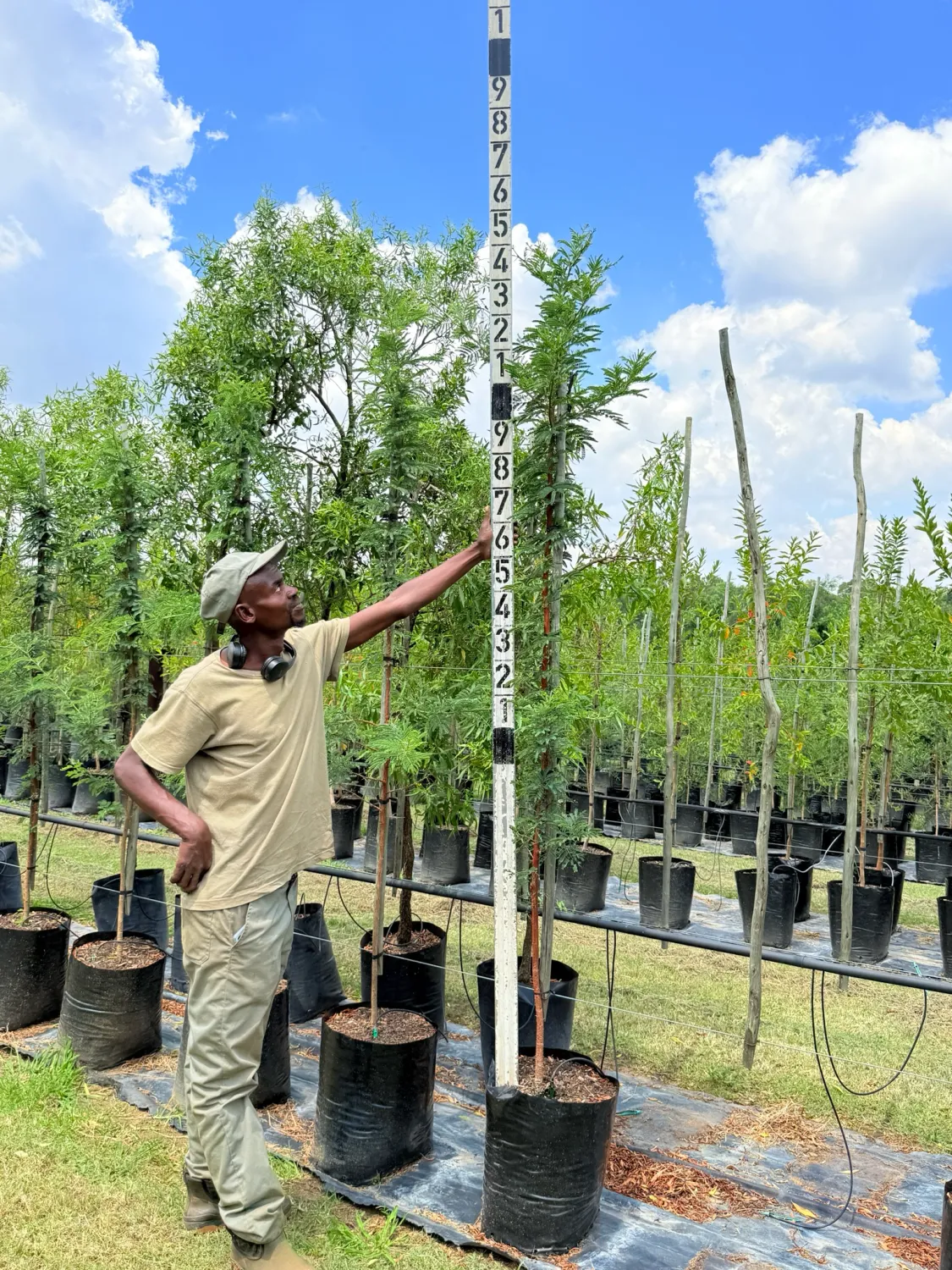 Vachellia Acacia Karoo Sweet Thorn "Soetdoring" 40Liter