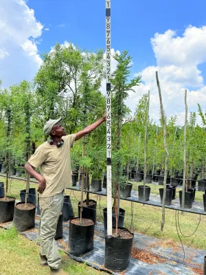 Vachellia Acacia Karoo Sweet Thorn "Soetdoring" 40Liter