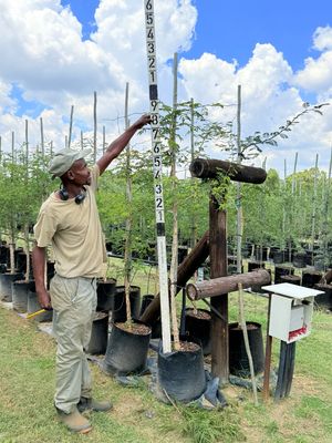 Senegalia Acacia Galpinii Monkey Thorn "Apiesdoring" 40Liter