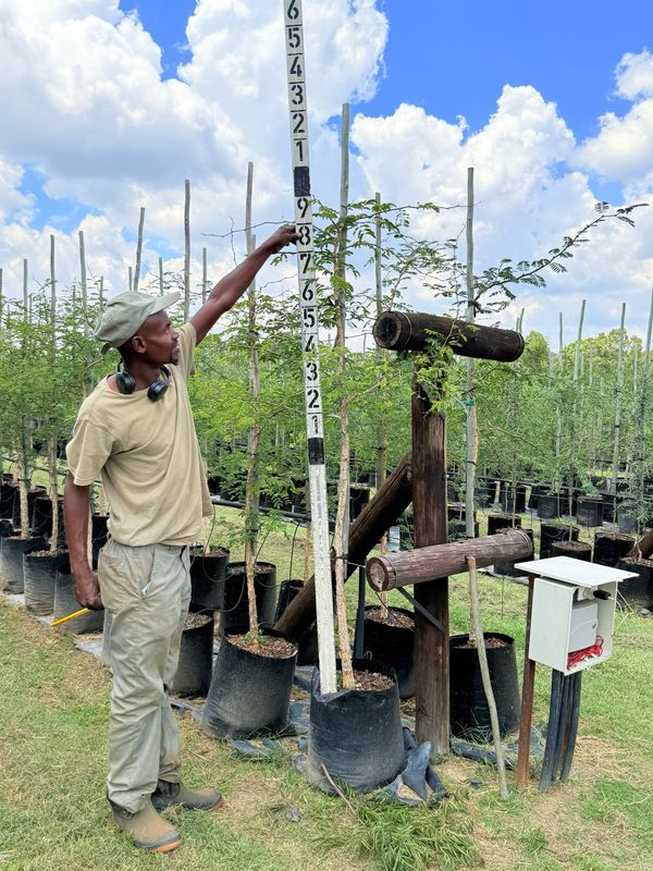 Senegalia Acacia Galpinii Monkey Thorn "Apiesdoring" 40Liter