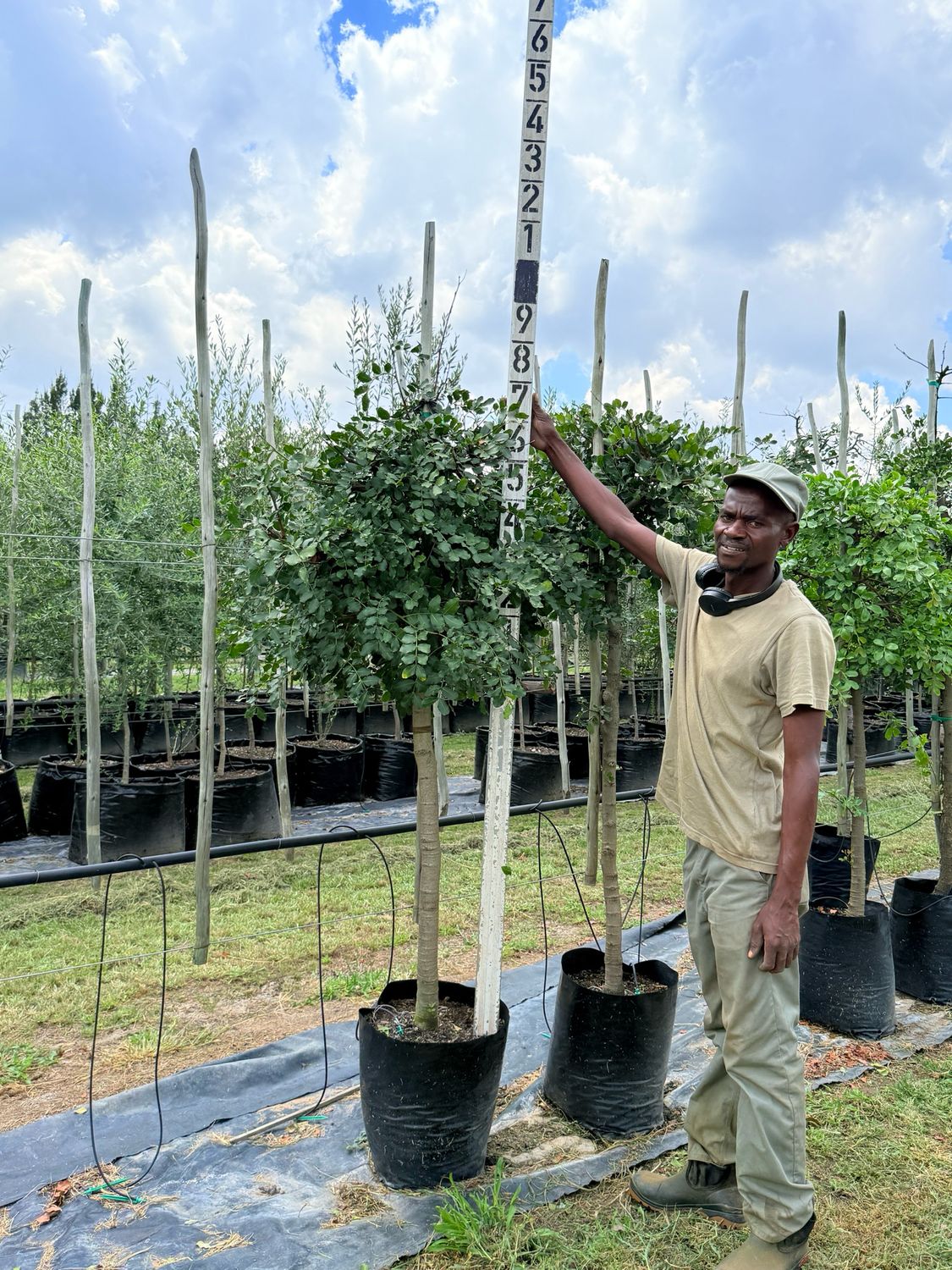 Schotia Brachypetala Weeping Boer Bean "Huiboerboon" 40Liter