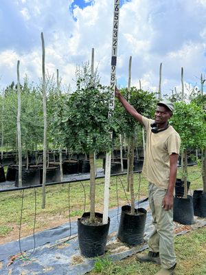 Schotia Brachypetala Weeping Boer Bean "Huiboerboon" 40Liter