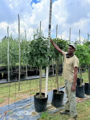 Schotia Brachypetala Weeping Boer Bean "Huiboerboon" 40Liter