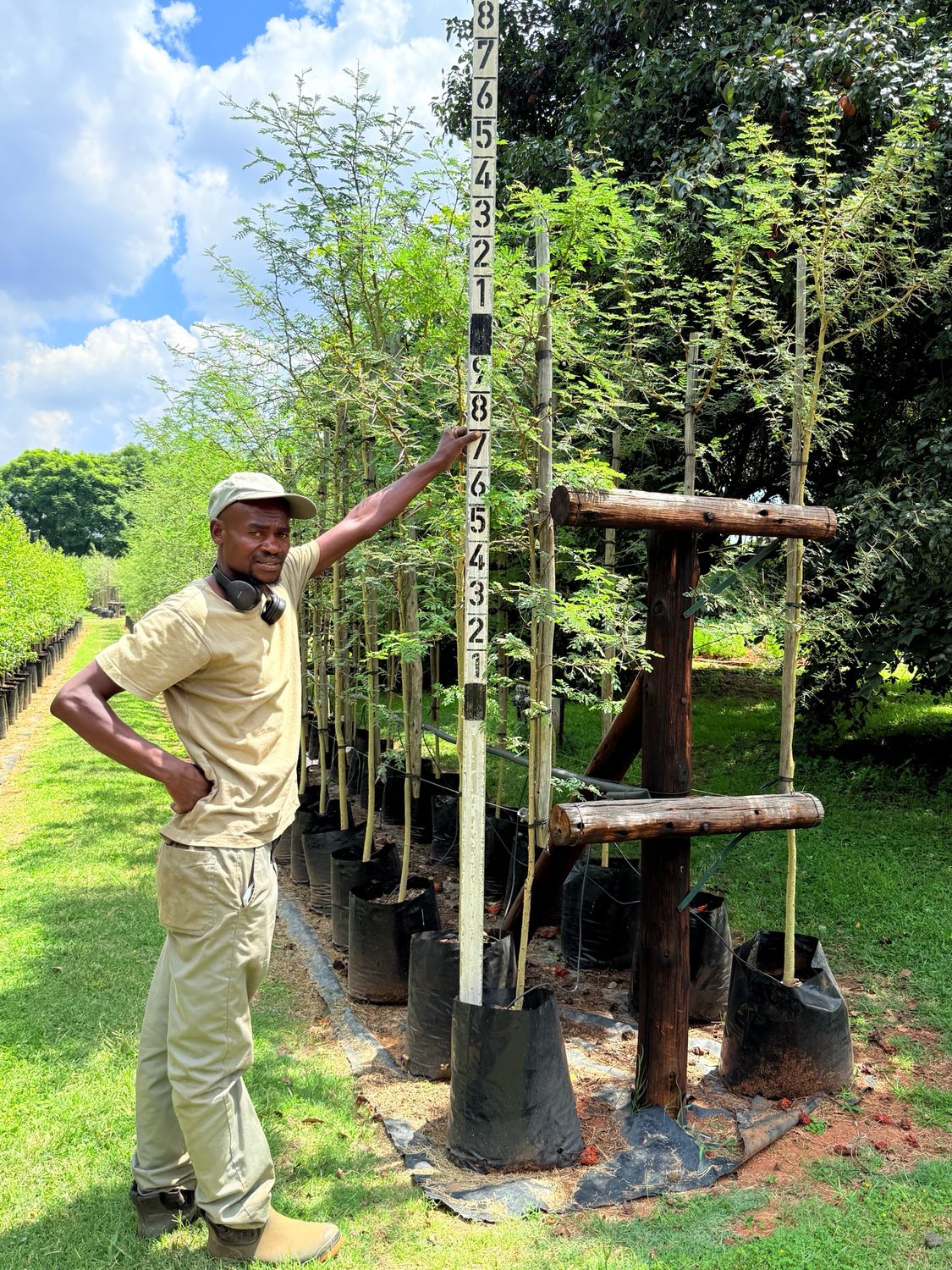 Vachellia Acacia Xanthophloea Fever Tree "Koorsboom" 40Liter