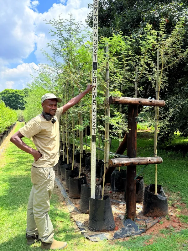 Vachellia Acacia Xanthophloea Fever Tree "Koorsboom" 40Liter