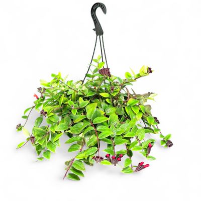Aeschynanthus Radicans "Lipstick Plant" 20cmHangingBasket