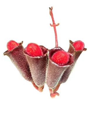 Aeschynanthus Radicans "Lipstick Plant" 20cmHangingBasket