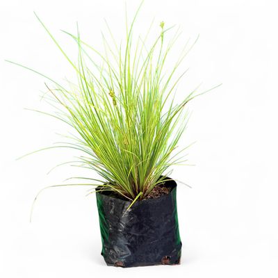 Carex Morrowii "Japanese Sedge" 3Liter
