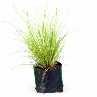 Carex Morrowii "Japanese Sedge" 3Liter