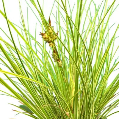 Carex Morrowii "Japanese Sedge" 3Liter