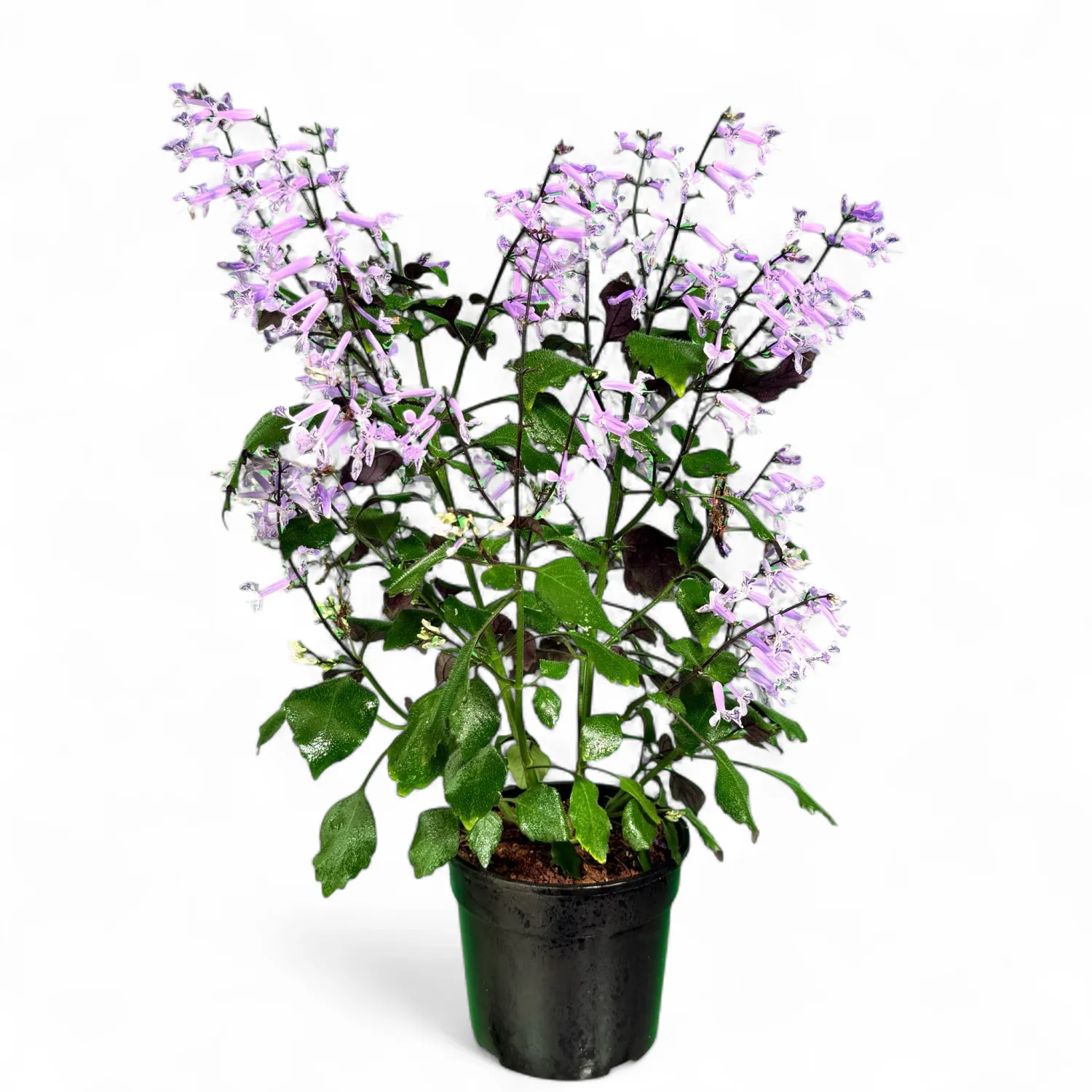 Plectranthus Mona Lavender "Spur Flower" 14cmPot