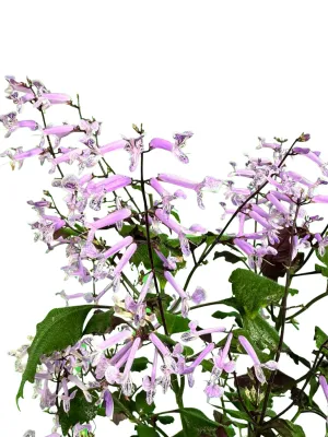 Plectranthus Mona Lavender "Spur Flower" 14cmPot