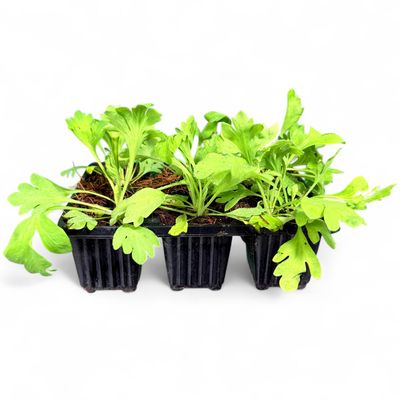 Papaver Nudicaule "Yellow Iceland Poppy" 6Pack Seedlings