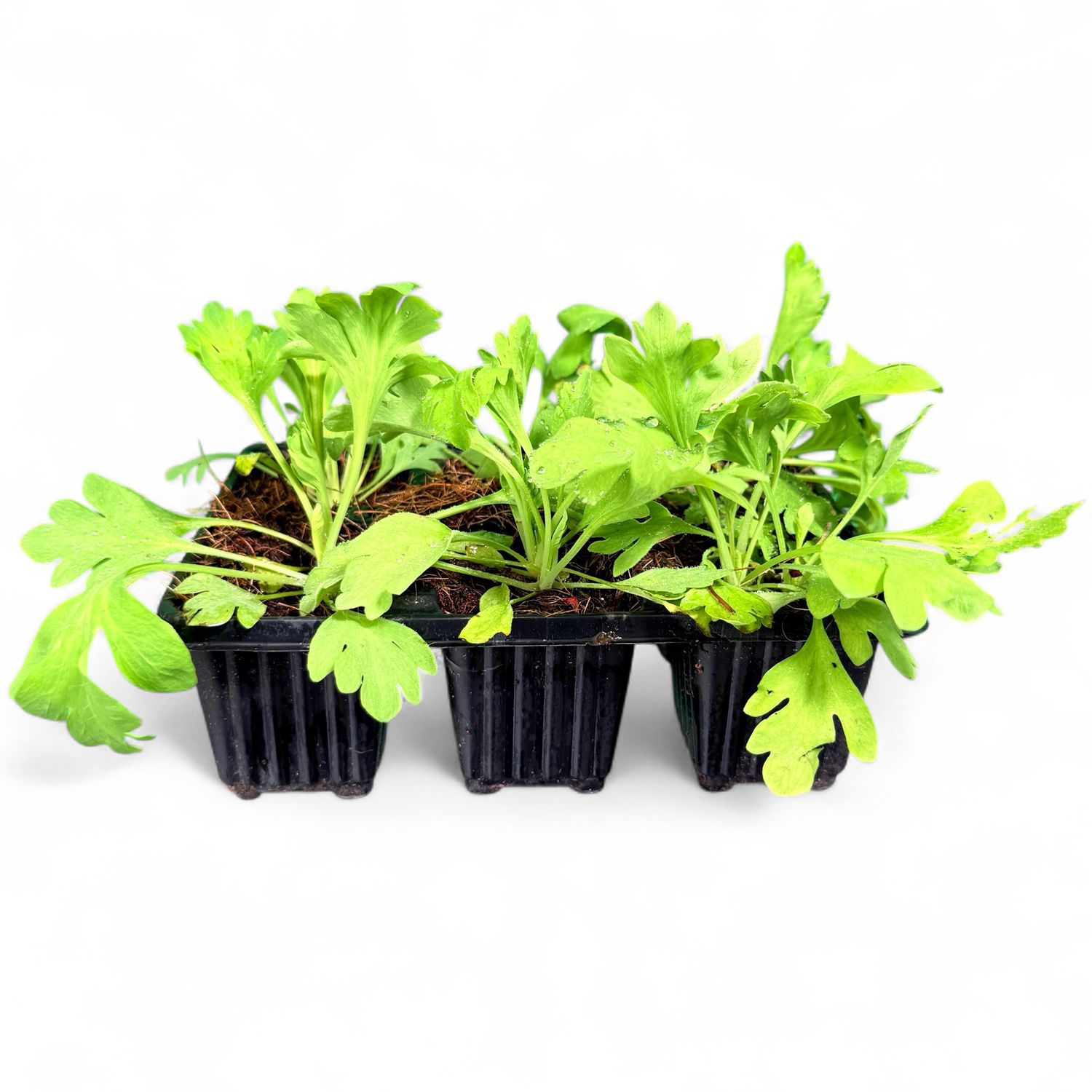 Papaver Nudicaule "Yellow Iceland Poppy" 6Pack Seedlings