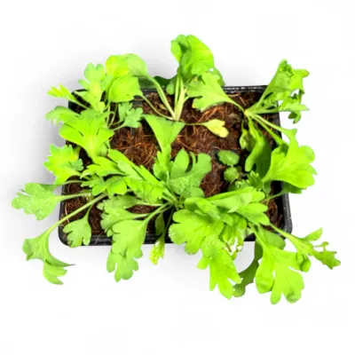 Papaver Nudicaule "Yellow Iceland Poppy" 6Pack Seedlings