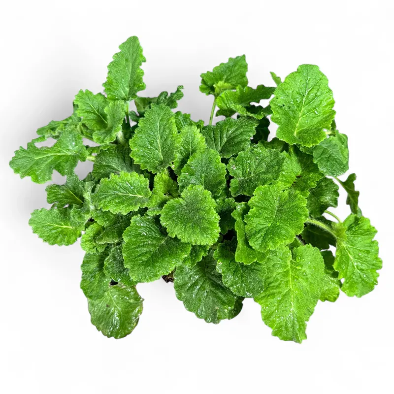 Primula Malacoides "Fairy Primrose" 6Pack Seedlings
