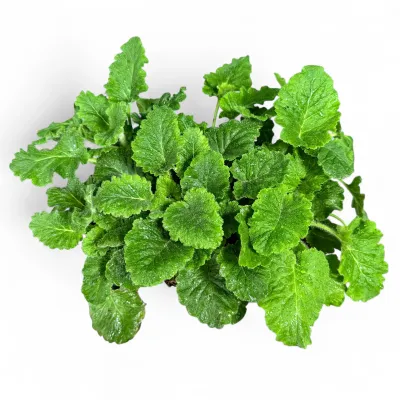 Primula Malacoides "Fairy Primrose" 6Pack Seedlings